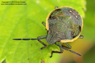A green stink or shield bug (credit: https://goo.gl/gUXLGR)